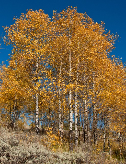 Aspens 7377.jpg